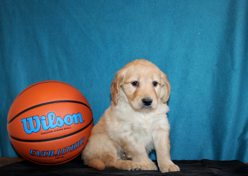 puppy, for, sale, Mini Goldendoodle , Matthew B. Stoltzfus, dog, breeder, Gap, PA, dog-breeder, puppy-for-sale, forsale, nearby, find, puppyfind, locator, puppylocator, aca